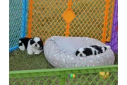 $350 : Cachorros de Shih Tzu thumbnail