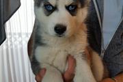 $370 : Geelong Siberian Husky puppies thumbnail