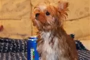 Yorkie Puppies en Salt Lake City