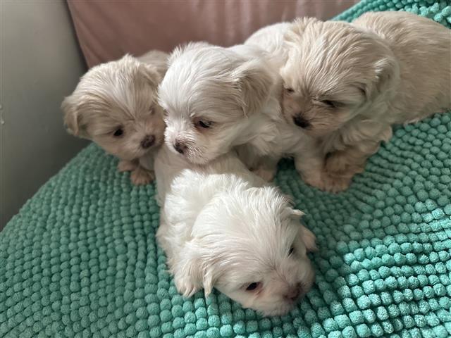 $350 : Cachorro Maltipoo en venta image 4