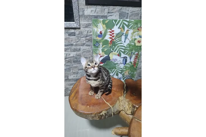 $3000000 : Raza Gato Bengali Hermosos image 1