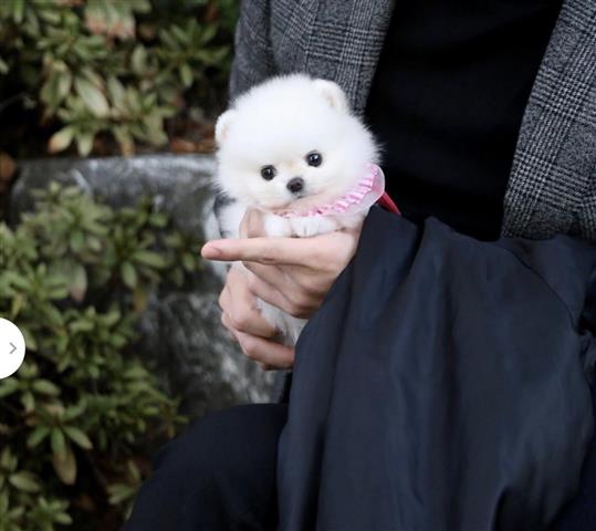 $300 : Teacup Pomeranian puppies image 1