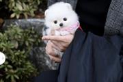 $300 : Teacup Pomeranian puppies thumbnail