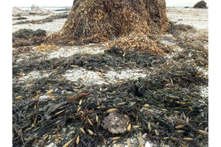 seaweed peruvian algas marinas image 1