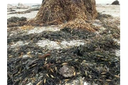 seaweed peruvian algas marinas en Lima