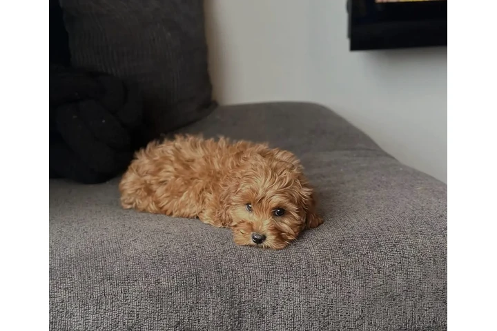 $510 : Cavapoo Puppies For Sale image 2