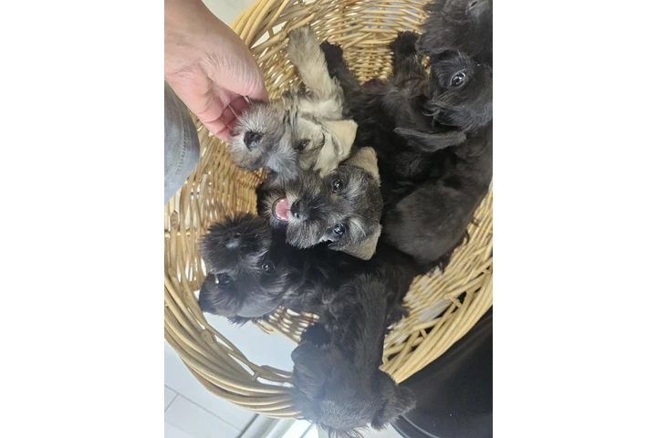$1000 : 🐾 Hermosos cachorros en Miami image 7