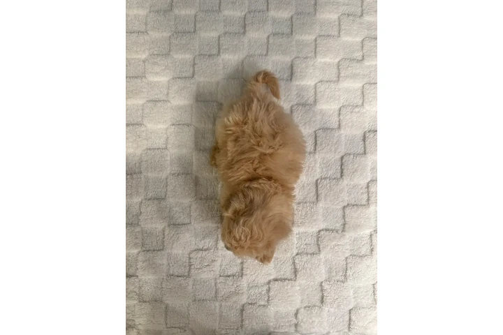 $950 : Bichon Poo Puppies image 3