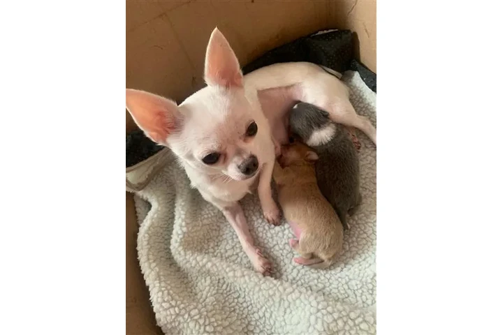 $800 : Short-haired chihuahua puppesi image 1