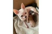 Short-haired chihuahua puppesi en Columbia