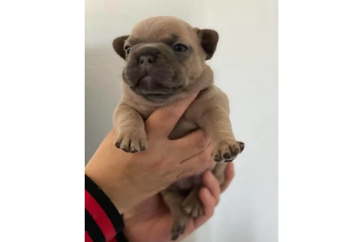 $350 : Cachorro Bulldog Francés image 2