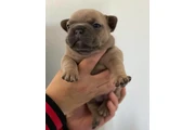 $350 : Cachorro Bulldog Francés thumbnail
