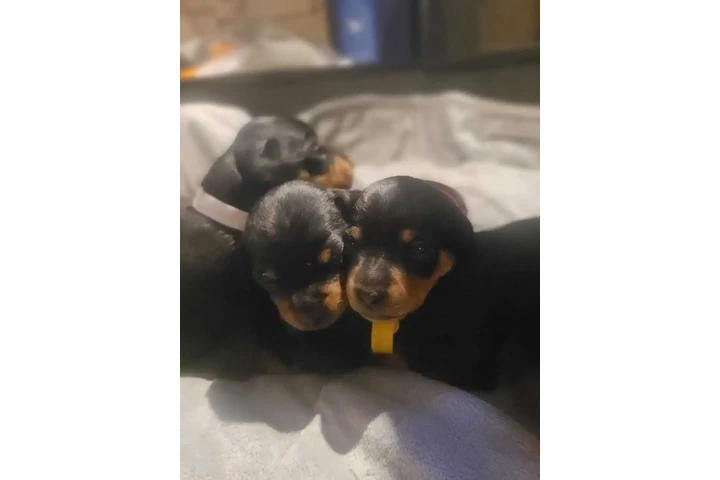 $1950 : Miniature Pinscher (min.pin) image 1