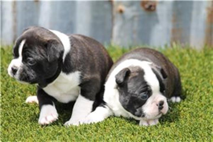 $500 : Sweet Boston Terrier puppies image 2