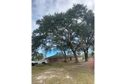 Professional Tree Services thumbnail