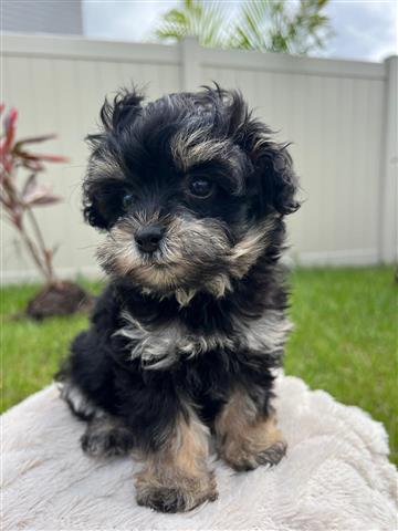 Mini Schnoodle Puppies !!! image 2