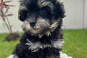 Mini Schnoodle Puppies !!! thumbnail