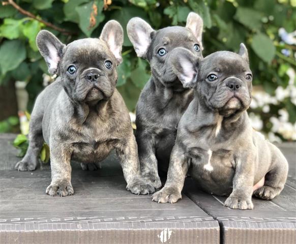 $480 : French bulldogs Puppies image 1