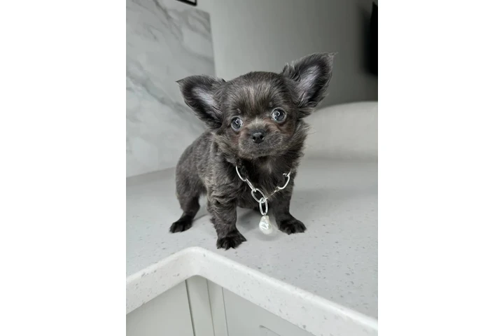 $250 : Chihuahua teacup puppies ❤️ image 5