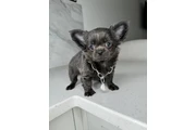 $250 : Chihuahua teacup puppies ❤️ thumbnail