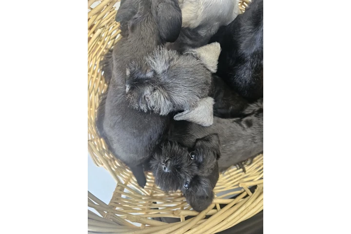 $1000 : 🐾 Hermosos cachorros en Miami image 6