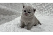 $210 : British Shorthair en venta thumbnail