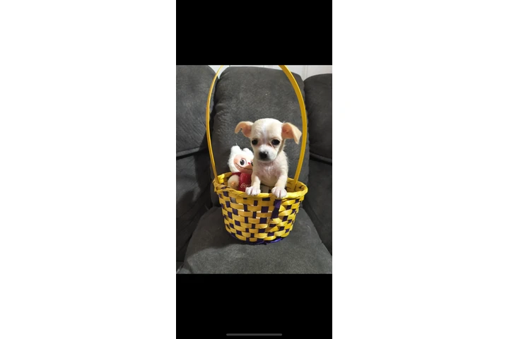 $400 : Puppie female mini toy image 3