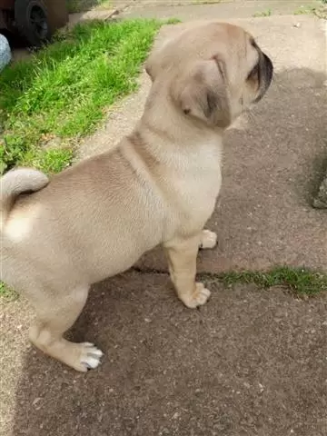 $450 : PUG PUPPIES FOR REHOMING image 3