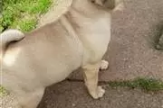 $450 : PUG PUPPIES FOR REHOMING thumbnail