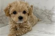 $150 : smart golden doodle thumbnail