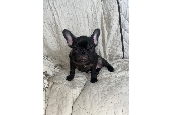 $500 : Hermosa french bulldog puppy image 1