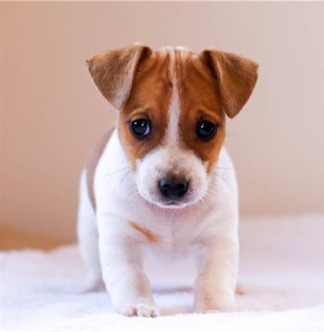 $500 : Jack Russell Puppies For Sale image 1