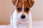 Jack Russell Puppies For Sale en North Dakota