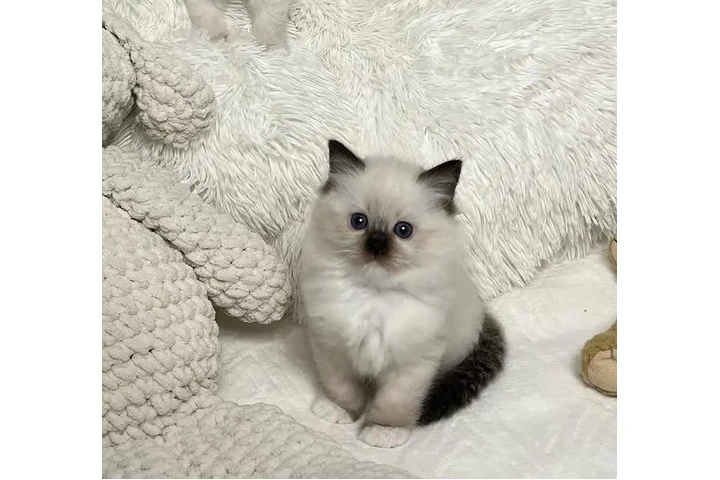 $240 : Babies ragdoll  For Sale image 2