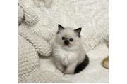 $240 : Babies ragdoll  For Sale thumbnail