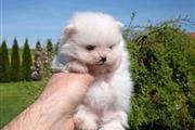 $500 : Teacup pomeranian puppy thumbnail