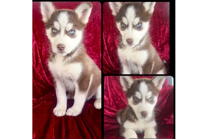 $480 : Hermanitos HUSKY original image 2