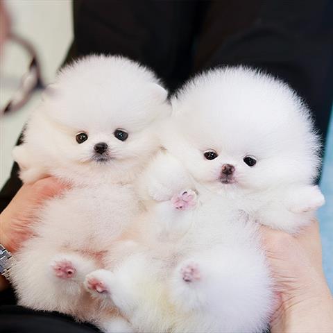 $350 : Pomerania en venta image 2