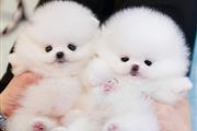 $350 : Pomerania en venta thumbnail