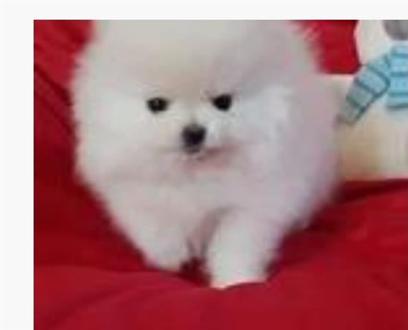 $300 : Pomeranian puppies and Maltese image 2