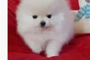 $300 : Pomeranian puppies and Maltese thumbnail