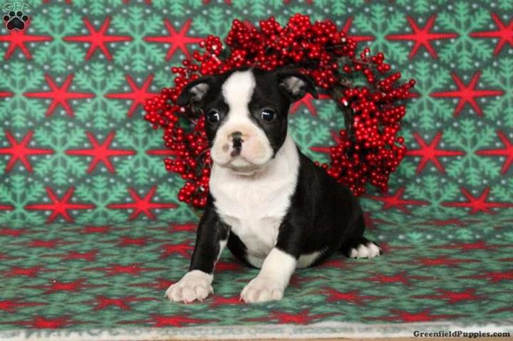 $600 : Boston Terrier Puppies image 4