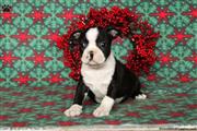 $600 : Boston Terrier Puppies thumbnail