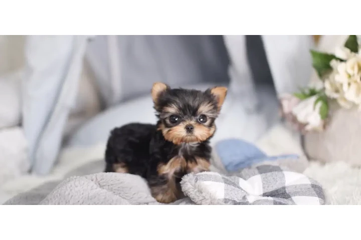 $350 : Micro Yorkie image 3