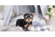 $350 : Micro Yorkie thumbnail