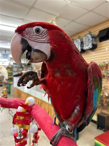 $375 : Facebook parrots image 3