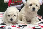 CACHORROS FRENCH POODLE TOY en Louisville