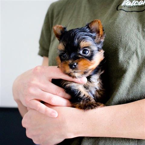 $250 : Teacup Yorkie puppies for adop image 3