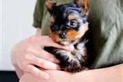 $250 : Teacup Yorkie puppies for adop thumbnail