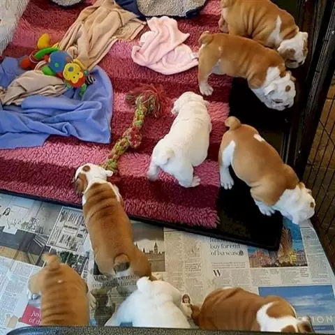 $700 : cachorros de bulldog inglés image 1